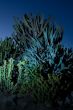Cactus variety