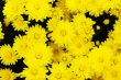 Yellow flower background.
