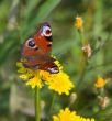 butterfly and dandelions