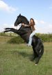 rearing horse