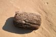 Driftwood on Wet Sand