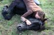 horse laid down and teen