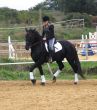 dressage