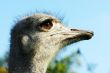 Portrait of an ostrich with a humorous expression