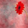 Abstract flower