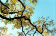 Branch of autumn oak tree