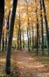 Path in the autumn park