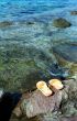 Yellow flips near water