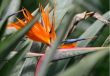 Bird of Paradise