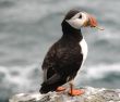 Puffins