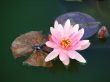 Water Lily