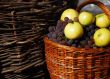 Basket with grapes and apples