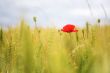 Poppy in the wheatfield