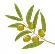 Olive branch