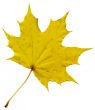 Yellow maple leaf