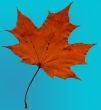 Maples leaf