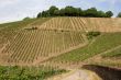 Vineyard near the oldest german city Trier.