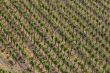 Vineyard near the oldest german city Trier.