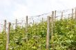 Vineyard near the oldest german city Trier.