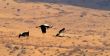 Migrating birds over nature lake at spring and autumn