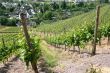 Vineyard near the oldest german city Trier.