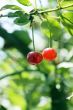big sweet and juicily cherries on a Tree