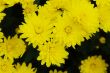 Yellow chrysanthemum.