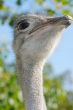 Portrait of an ostrich with a humorous expression