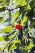 big sweet and juicily cherries on a Tree