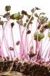sprouts