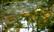 puddle