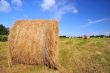 Grass in landscape