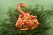 Cookies on fir branches