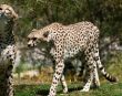 Adult cheetahs