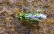 green insect