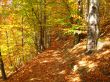 autumn leaves