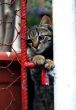 kitten in prison