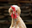 PUNK COCK
