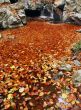 Sea of fallen leaves