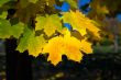 Golden autumn