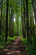 Green forest way