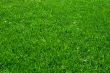 Green Lawn