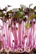 sprouts