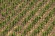 Vineyard near the oldest german city Trier.