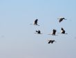Migrating birds over nature lake at spring and autumn