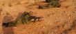 Israeli soldiers excersice in a desert