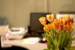 tulips in vase