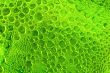 Bubbles