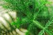 Pine