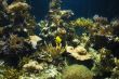 tropical aquarium fishes